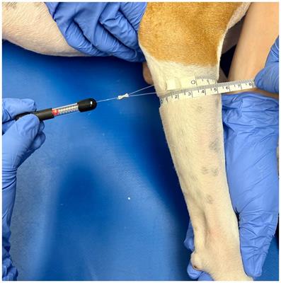Inter- and intra-observer reliability of thoracic limb circumference measurement methods in sound dogs